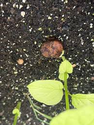 Image result for Obetia tenax