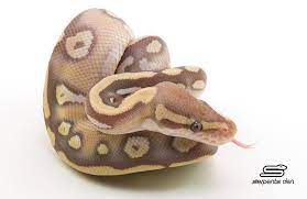 Caramel Albino Mojave Ball Python Cute Reptiles Ball Python Cute Snake