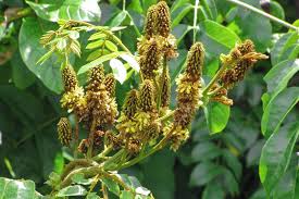 Image result for Guilandina bonduc