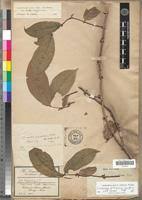 Image result for Landolphia congolensis