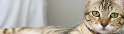 847 115 cat tabby face. List Of Cat Breeds Petfinder