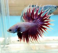 King Crowntail Pattern Betta Fish Betta Freshwater Fish