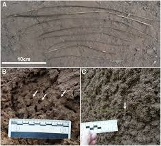 Image result for Monanthotaxis poggei