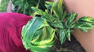For information on pruning your variegated ginger, check out my blog. Variegated Ginger Or Shell Ginger How To Separate Or Propagate Youtube