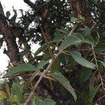 Image result for Scolopia zeyheri