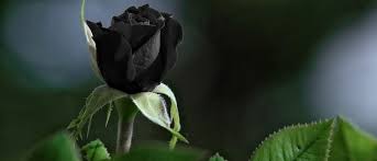 Penyebab Darah Haid Berwarna Hitam Guesehat