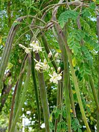 Image result for Moringaceae