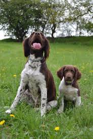 Image result for Malý münsterlandský ohař