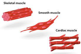 Smooth muscle lines the inside of blood vessels and organs, such as the stomach, and is also known as visceral muscle. Muscle Structure Muscle Under The Microscope Science Learning Hub