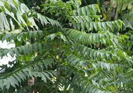 Image result for Clausena