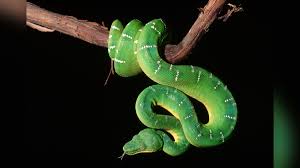 All snakes lack external limbs, but not all legless reptiles are snakes. Do Snakes Have Ears Live Science