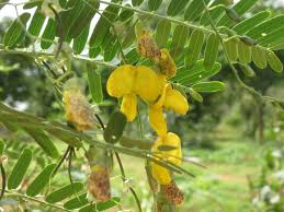 Image result for Sesbania sesban
