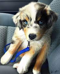 Since they are a sporting breed, they require daily exercise. How Much Money Is A Golden Retriever Husky Mix As A Puppy Australian Shepherd Puppy By Sugushmea Puppies Australian Shepherd Puppy Golden Retriever Husky Mix