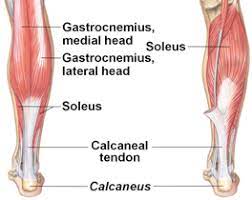Leg pain is the pain that passes along entire leg or section of the leg. Lower Leg Pain In Athletes Know The Difference