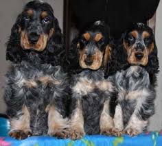 English Cocker Spaniel Englischer Cocker Spaniel Cockerspaniel Schone Hunde