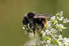 Image result for Bombus wurflenii