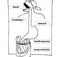 Image result for Beef Tapeworm