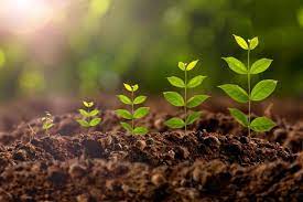 Maybe you would like to learn more about one of these? Plant Growth Regulators In Tissue Culture Plant Cell Technology Your Partner In Plant Tissue Culture