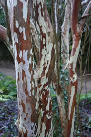 Clethra Barbinervis Seattle Japanese Garden Japanese Garden Deciduous Trees