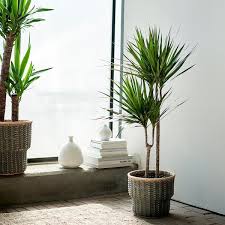 Stenbar Plant Pot Gray 9 Ikea Potted Plants Plant Decor Indoor Plants