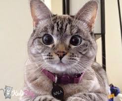 Kediler Icin Tasma Secimi Nasil Olmali En Iyi 5 Kedi Tasmasi Kedi Blog