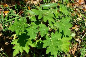 Image result for Solanum viarum