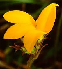 Image result for Monopsis decipiens