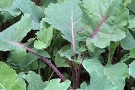 Likes rich well drained soil with ph above 6.0 and sunny position, keep well watered. Brassica Oleracea From Kale To Cabbage Gardener S Path