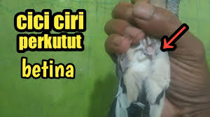 Check spelling or type a new query. Ciri Ciri Perkutut Betina Youtube