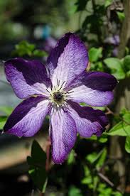 Plant profile of clematis 'venosa violacea' on gardenersworld.com. Clematis Venosa Violacea Sold Out