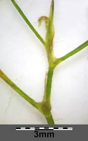 Image result for Potamogeton trichoides