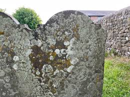 Ursula “Urey” Orseman Groves (1767-1851): homenaje de Find a Grave