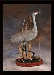 Bird Taxidermy Waterfowl And Duck Mount Gallery Bird Taxidermy Duck Mount Bird