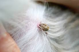 Examine the growth or tick with a magnifying glass. Ticks And The Danger Of Lyme Disease For You And Your Dog