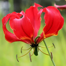Image result for Gloriosa superba