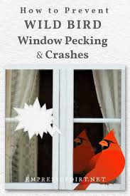 Check spelling or type a new query. How To Stop Birds From Pecking Or Flying Into Windows Empress Of Dirt