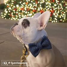 Dexy The French Bulldog From Vancouver Wa French Bulldog Bulldog Pup