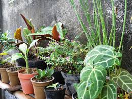 Jakarta utara subur alam nursery. Jual Tanaman Hias Murah Di Kota Denpasar Bali Tanaman Hias Flickr