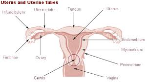 L'endometriosi è una patologia ginecologica comune, che colpisce un gran numero di donne in età riproduttiva. Endometriosi Cause Sintomi E Conseguenze Sull Infertilita