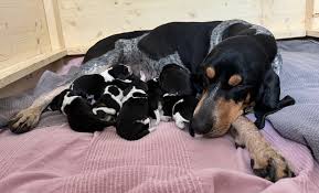 Image result for jurský honič