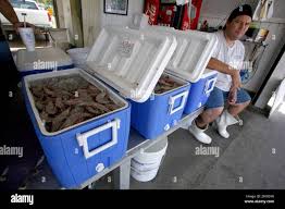 07 May 2010. Westwego, Louisiana. Wayne Hebert of Ruth's seafood at the  Westwego Fish market just outside New Orleans. All seafood prices have  risen 25% in the past 7 days alone as