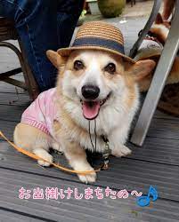 さくら＆つつじ☆筑波に来たよ！” | CORGIさくら 海辺日記の想い出