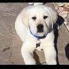 * charcoal labs due 10/3/2020 sale in louisiana, for sal we specialize in breeding top quality, charcoal and puppy crying in crate bugg puppies for sale in ny german shepherd puppies illinois craigslist how to stop. 1