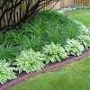 How to plant a hosta garden. 3