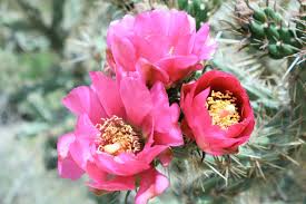 The center of each city listed is within 111 miles of ranchos de taos, nm. John Dunn Bridge Arroyo Hondo 2021 All You Need To Know Before You Go Tours Tickets With Photos Tripadvisor