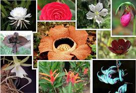 Check spelling or type a new query. Endangered Flowers That Will Leave The World A Little Less Beautiful Avas Flowers