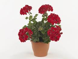 Image result for Pelargonium apetalum