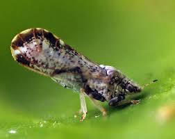 And pesticides currently registered for use. Yellow Shoot Green Fruit Citrus Greening Disease Echocommunity Org