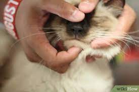 Overheating can cause a cat to get sick. 3 Ways To Help A Sick Cat Wikihow