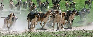 To advance this breed to a state of similarity throughout the world; Francais Tricolore Societe Centrale Canine